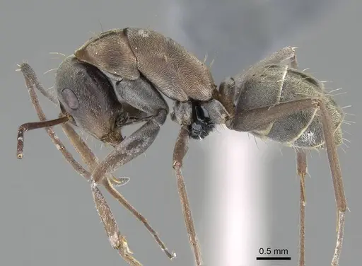 Camponotus vestitus specimen CASENT0785805 image casent0785805_3