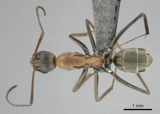 Camponotus vestitus specimen CASENT0812235 image casent0812235_1