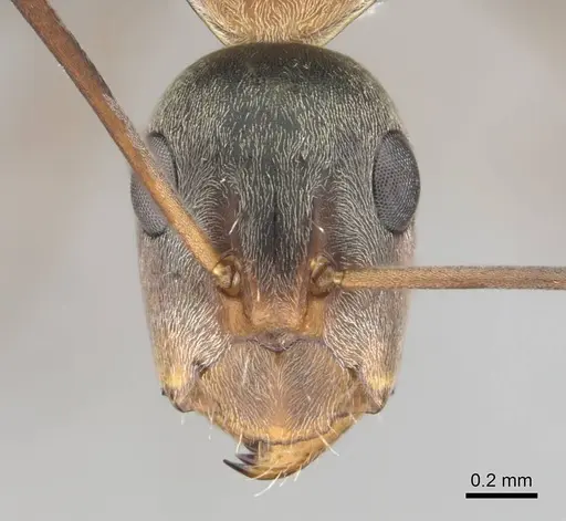 Camponotus vestitus specimen CASENT0812235 image casent0812235_3