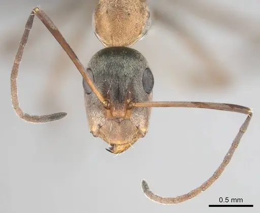 Camponotus vestitus specimen CASENT0812235 image casent0812235_4