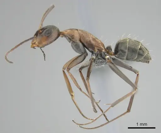 Camponotus vestitus specimen CASENT0812235 image casent0812235_5