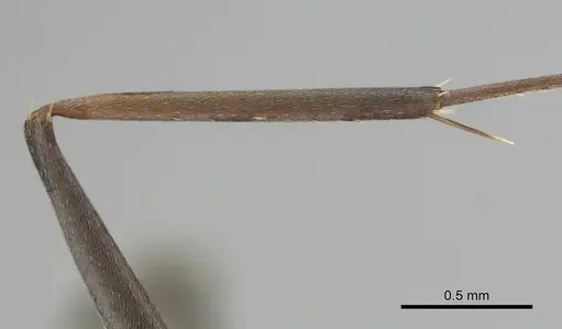 Camponotus vestitus specimen CASENT0812235 image casent0812235_6