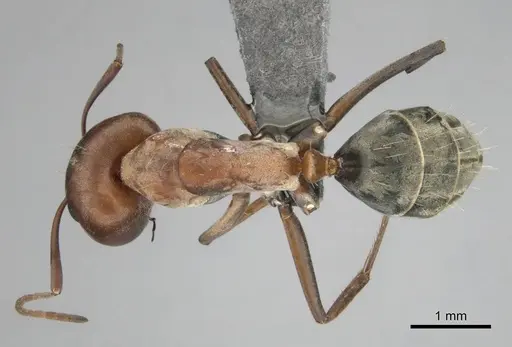 Camponotus vestitus specimen CASENT0813860 image casent0813860_1