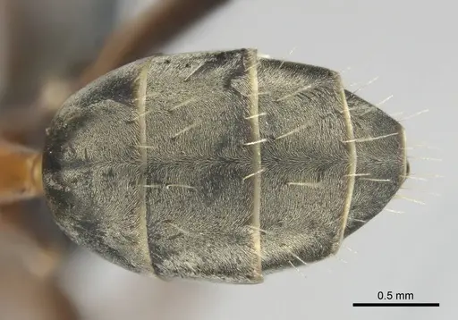 Camponotus vestitus specimen CASENT0813860 image casent0813860_2