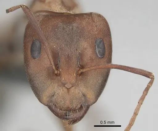 Camponotus vestitus specimen CASENT0813860 image casent0813860_3