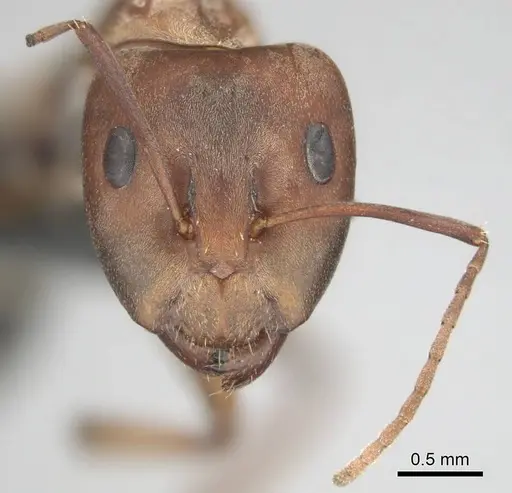 Camponotus vestitus specimen CASENT0813860 image casent0813860_4