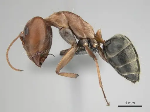 Camponotus vestitus specimen CASENT0813860 image casent0813860_5