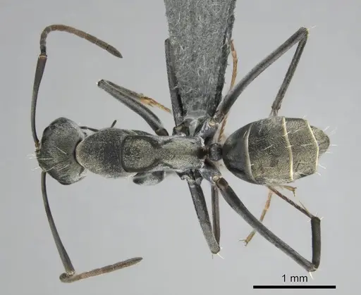 Camponotus vestitus specimen CASENT0814603 image casent0814603_1