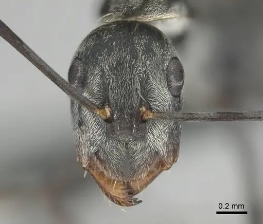 Camponotus vestitus specimen CASENT0814603 image casent0814603_3