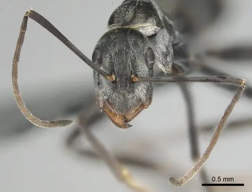Camponotus vestitus specimen CASENT0814603 image casent0814603_4