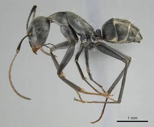 Camponotus vestitus specimen CASENT0814603 image casent0814603_5