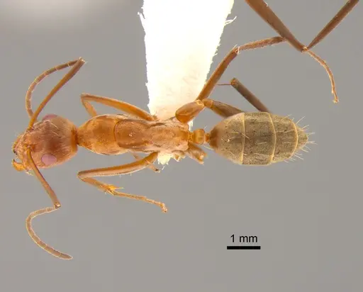 Camponotus vestitus specimen CASENT0882208 image casent0882208_1