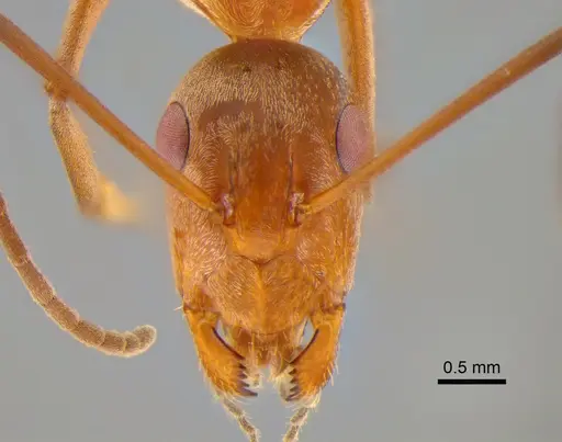 Camponotus vestitus specimen CASENT0882208 image casent0882208_2