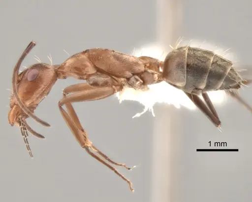 Camponotus vestitus specimen CASENT0882208 image casent0882208_3