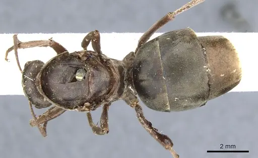Camponotus vestitus specimen CASENT0903234 image casent0903234_1