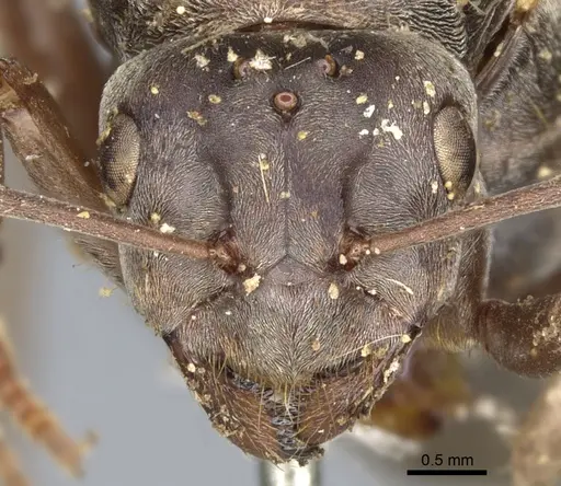 Camponotus vestitus specimen CASENT0903234 image casent0903234_2