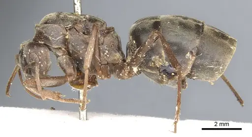 Camponotus vestitus specimen CASENT0903234 image casent0903234_3