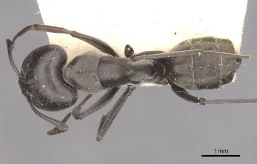 Camponotus vestitus specimen CASENT0910320 image casent0910320_1