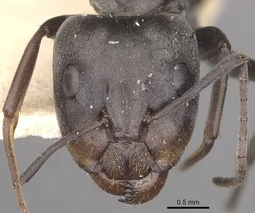 Camponotus vestitus specimen CASENT0910320 image casent0910320_2