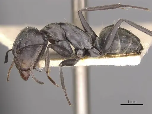 Camponotus vestitus specimen CASENT0910320 image casent0910320_3