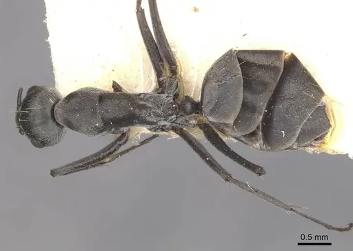Camponotus vestitus specimen CASENT0910321 image casent0910321_1