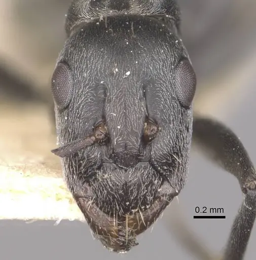 Camponotus vestitus specimen CASENT0910321 image casent0910321_2