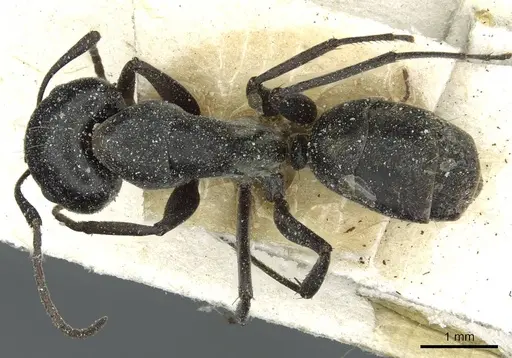 Camponotus vestitus specimen CASENT0911780 image casent0911780_1
