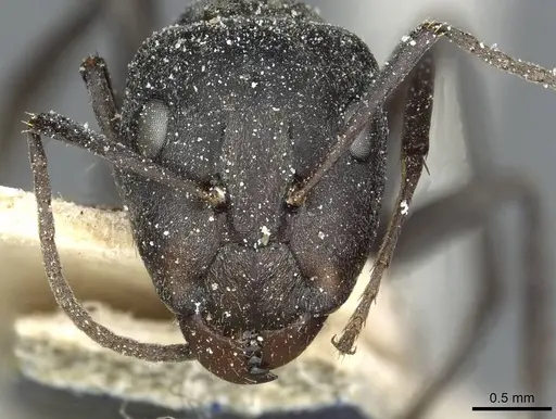 Camponotus vestitus specimen CASENT0911780 image casent0911780_2