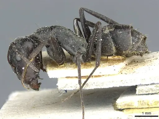 Camponotus vestitus specimen CASENT0911780 image casent0911780_3