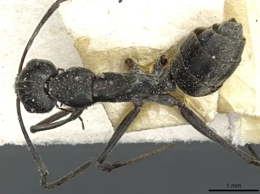 Camponotus vestitus specimen CASENT0911781 image casent0911781_1