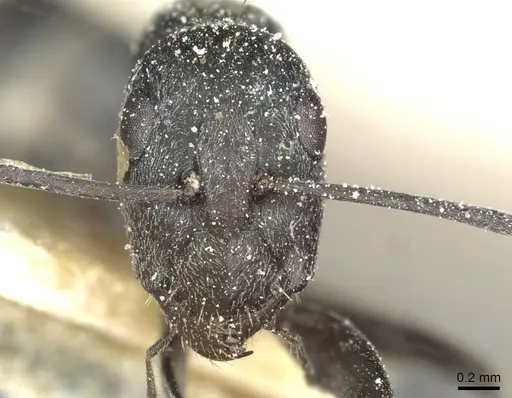 Camponotus vestitus specimen CASENT0911781 image casent0911781_2