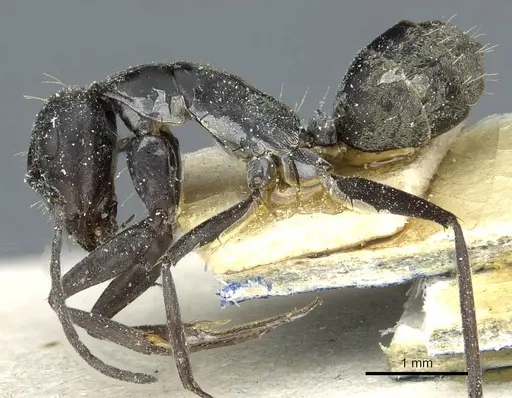 Camponotus vestitus specimen CASENT0911781 image casent0911781_3