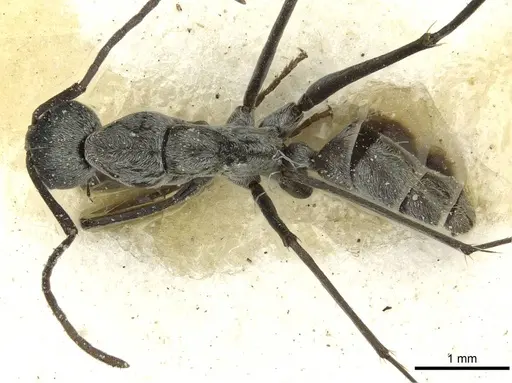 Camponotus vestitus specimen CASENT0911782 image casent0911782_1