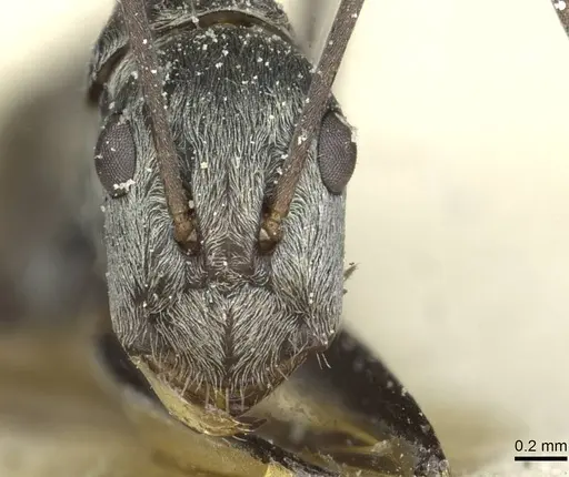 Camponotus vestitus specimen CASENT0911782 image casent0911782_2