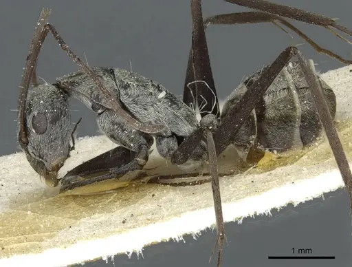 Camponotus vestitus specimen CASENT0911782 image casent0911782_3