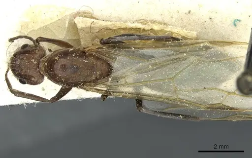 Camponotus vestitus specimen CASENT0911783 image casent0911783_1