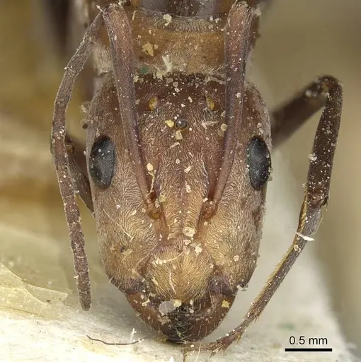 Camponotus vestitus specimen CASENT0911783 image casent0911783_2