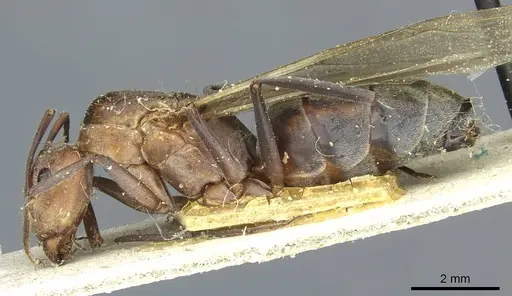 Camponotus vestitus specimen CASENT0911783 image casent0911783_3