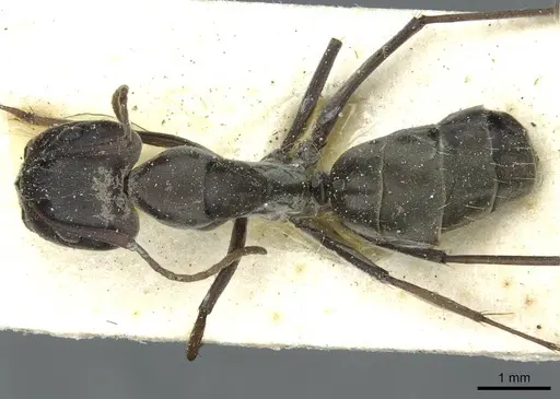 Camponotus vestitus specimen CASENT0911784 image casent0911784_1