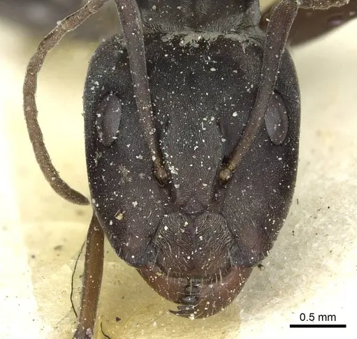 Camponotus vestitus specimen CASENT0911784 image casent0911784_2