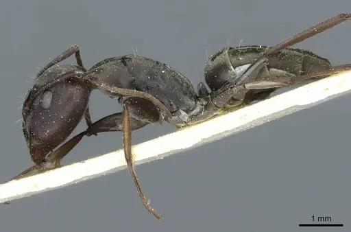 Camponotus vestitus specimen CASENT0911784 image casent0911784_3