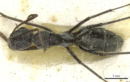 Camponotus vestitus specimen CASENT0911785 image casent0911785_1