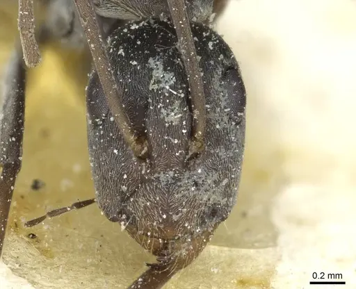 Camponotus vestitus specimen CASENT0911785 image casent0911785_2