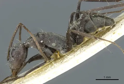 Camponotus vestitus specimen CASENT0911785 image casent0911785_3