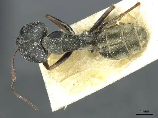 Camponotus vestitus specimen CASENT0911786 image casent0911786_1