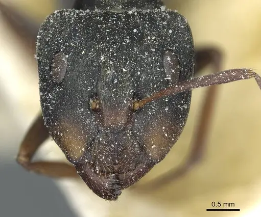 Camponotus vestitus specimen CASENT0911786 image casent0911786_2
