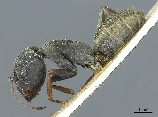 Camponotus vestitus specimen CASENT0911786 image casent0911786_3