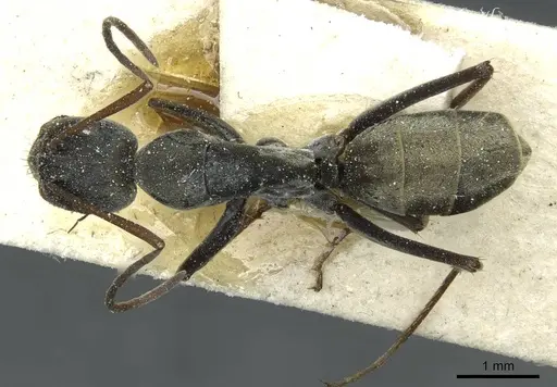 Camponotus vestitus specimen CASENT0911787 image casent0911787_1