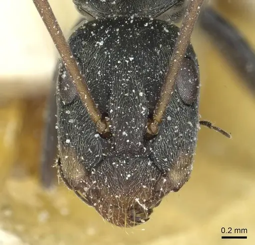 Camponotus vestitus specimen CASENT0911787 image casent0911787_2