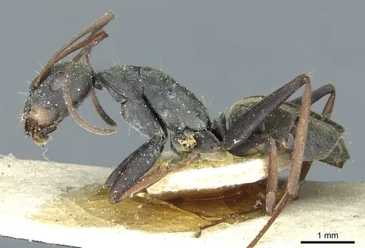 Camponotus vestitus specimen CASENT0911787 image casent0911787_3
